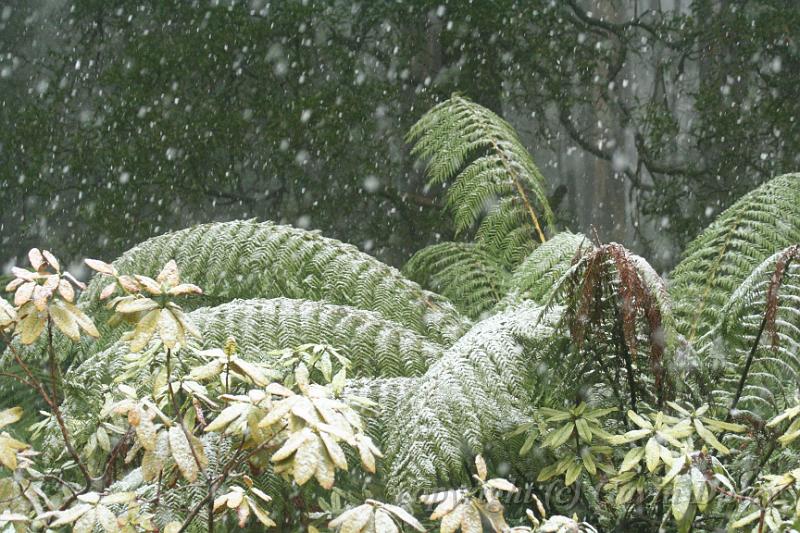 Snow on tree ferns, Sassafras IMG_7455.JPG